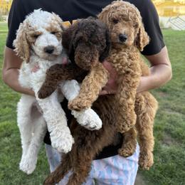 Goldendoodle puppies from Deszy’s Goldendoodle Pups