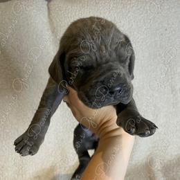 Great Dane Puppies from Parker's Great Danes