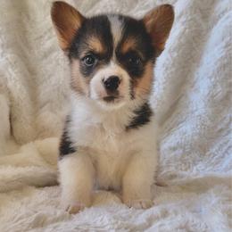 Casper - Black and tan male Pembroke Welsh Corgi puppy in Northwood, Iowa from Sorrel Sands Corgis
