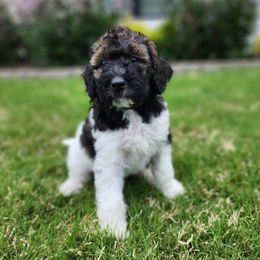 Bernedoodle Puppies from Oklahoma Doodles