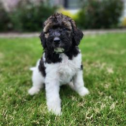 Bernedoodle Puppies from Oklahoma Doodles