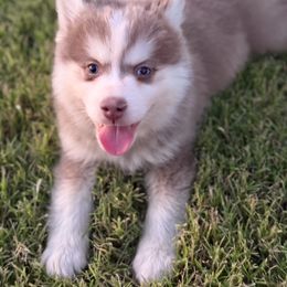 Pluto - Lavender male Pomsky puppy in Mesa, Arizona from Platinum Pomskies