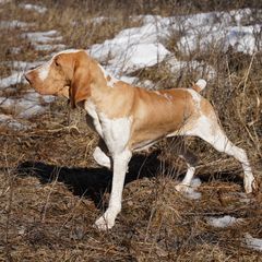 Prim - Bracco Italiano