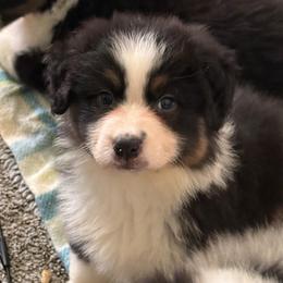 Porsche - Black tri-color female Australian Shepherd puppy in Muncie, Indiana from Gemfire Australian Shepherds