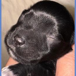 Black boy 3 - Black male Miniature Schnauzer puppy in Pflugerville, Texas from K&K Precious Tx schnauzers