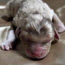 Aiden - Red merle male Australian Shepherd puppy in Butler, Georgia from Aussies at Howling Hill Farm