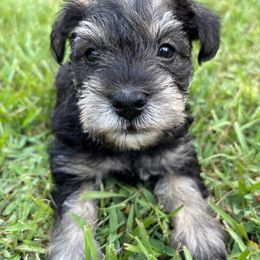 Green - Salt and pepper male Miniature Schnauzer puppy in Summerfield, Florida from M & M Schnauzers