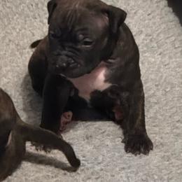 White collar - Black brindle female American Staffordshire Terrier puppy in Cloverdale, Indiana from Woodshire American Staffordshire Terrier’s