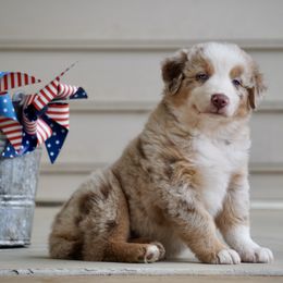 Cheddar - Red merle male Australian Shepherd puppy in Glenville, Pennsylvania from Rolling Hills Australian Shepherds