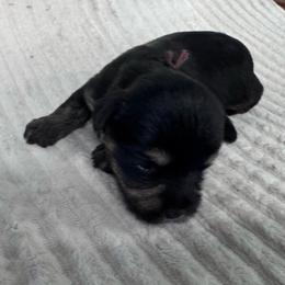 Grego-Brown - Black and tan male Yorkshire Terrier puppy in Lampasas, Texas from Lone Star Yorkies Texas