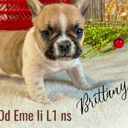 French Bulldog Puppies from Toy House Frenchies