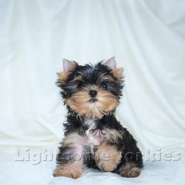 Yorkshire Terrier Puppies from Lightsome Yorkies