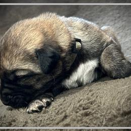 Grey - Brindle female Anatolian Shepherd Dog puppy in Clark, Wyoming from Fyne Acres
