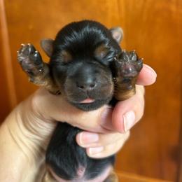 Libbies blue - Black and tan male Yorkshire Terrier puppy in Hardeeville, South Carolina from Pups of the Lowcountry