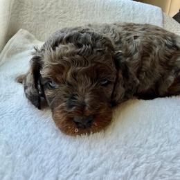 Pearl - Merle female Bernedoodle puppy in Statesville, North Carolina from Loves legacy Doodles