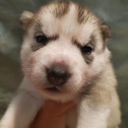 Chili (blue) - Gray and white female Siberian Husky puppy in Elk River, Minnesota from Naturez Siberians