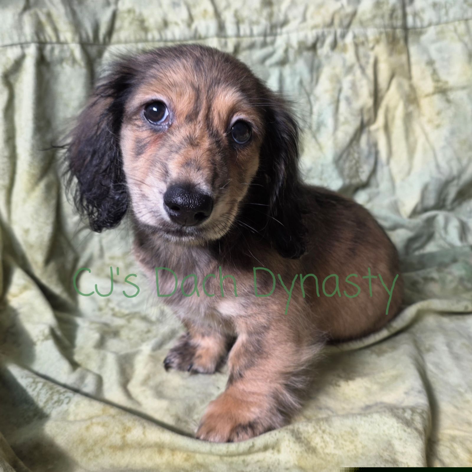 SEVEN 2200 - Cream male Dachshund puppy in Gatesville, Texas from CJ's Dach Dynasty