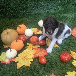 Boy 3 - Parti Poodle puppy in Texas from C Ranch Kennel
