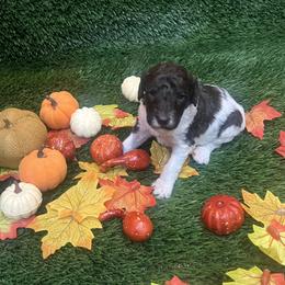 Boy 3 - Parti Poodle puppy in Texas from C Ranch Kennel