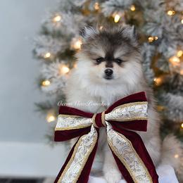 Noelle - Gray and white female Pomsky puppy in Coos Bay, Oregon from Ocean View Pomskies
