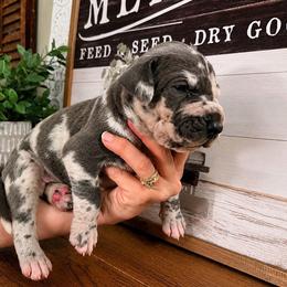 Due April 27 - Merlequin male Great Dane puppy in Carencro, Louisiana from Halsey Danes