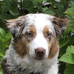 Cassie - Australian Shepherd