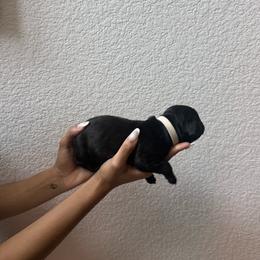 Girl 1 - Black female Cane Corso puppy in Princeton, Texas from Guardians of Arcadia Cane Corso
