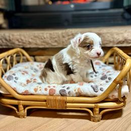 Will The Wise - Red merle male Aussiedoodle puppy in Dunn, North Carolina from Sandy Creek Kennels