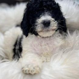 Goldendoodle and Poodle Puppies from Elizabeth Rocha's Doodles