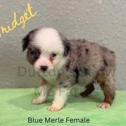 Bridget - Labor Day Sale - Blue merle female Miniature Australian Shepherd puppy in Oronogo, Missouri from Dutton's Show Me Farms
