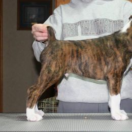 Boxer Puppies from Vintage Boxers