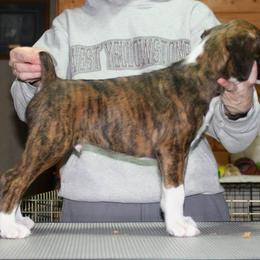 Boxer Puppies from Vintage Boxers
