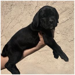 Precious- Black Girl 1 - Black female Cane Corso puppy in Compton, California from Urban League Cane Corso
