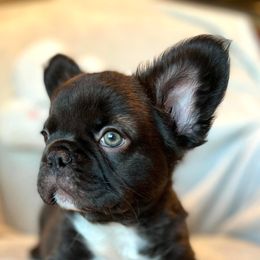 French Bulldogs from LilyBelle Farms