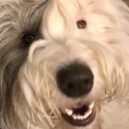 Hazel Grace - Old English Sheepdog