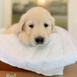 Golden Retriever and Poodle Puppies from Clementi Pearl Golden and Poodle