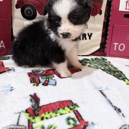 Joey - Black tri male Miniature Australian Shepherd puppy in Signal Mountain, Tennessee from D & D Miniature and Toy Australian Sheppards