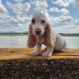 Birdie - Lemon and white female Basset Hound puppy in Denison, Texas from Emma Lou's Baby Bassets