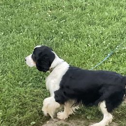 Spicee - English Springer Spaniel