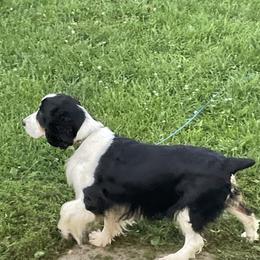 Spicee - English Springer Spaniel