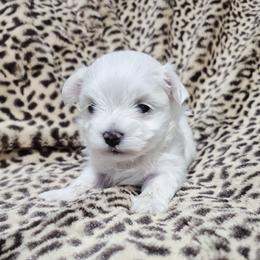 Mace - White female Maltese puppy in Austin, Texas from Austin Maltese Babies