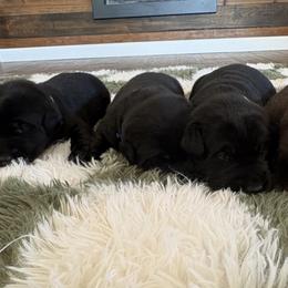Raven - Black female Labrador Retriever puppy in Oklahoma City, Oklahoma from H & H Retrievers