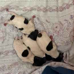 Pup C - White black and tan male Toy Fox Terrier puppy in Clermont, Florida from Debbie Hiles's Toy Fox Terriers