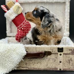 Levi - Blue merle male Miniature Australian Shepherd puppy in Covington, Pennsylvania from Rigas Mini Aussies LLC