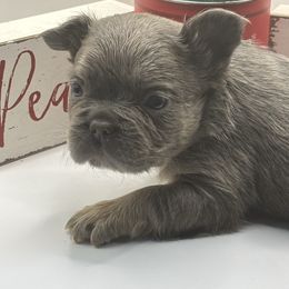 5 - Blue male French Bulldog puppy in Marion, Virginia from Frenchies Vom Reiches Tal