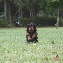 Raven - Cavalier King Charles Spaniel
