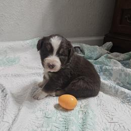 Girl 5 - female Australian Shepherd puppy in Wauneta, Nebraska from 4H Aussies