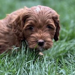 Goldendoodles from Bushman Doodles