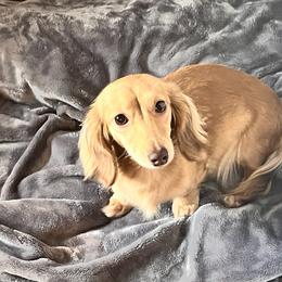 Kahlua - Dachshund