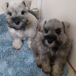 Miniature Schnauzers from Debbie's Mini Schnauzer